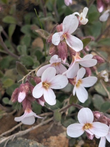 Arabis purpurea, photograph 3