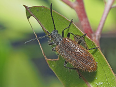 Lagria grenieri