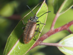 Lagria grenieri