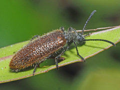 Lagria grenieri