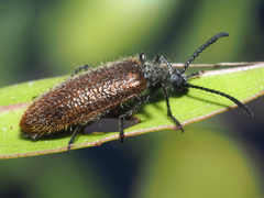 Lagria grenieri