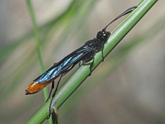 Calameuta pygmaea
