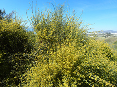 Ephedra fragilis