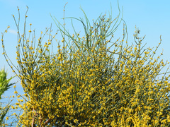 Ephedra fragilis