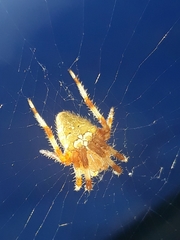 Araneus pallidus