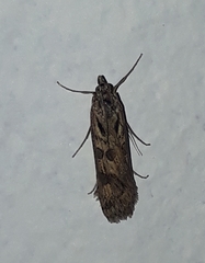 Nomophila noctuella