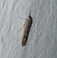 Nomophila noctuella