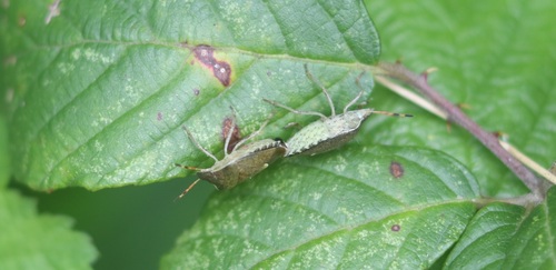 Peribalus strictus vernalis