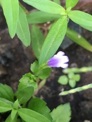 Torenia crustacea