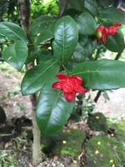 Ochna serrulata