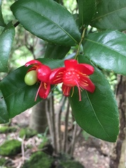 Ochna serrulata