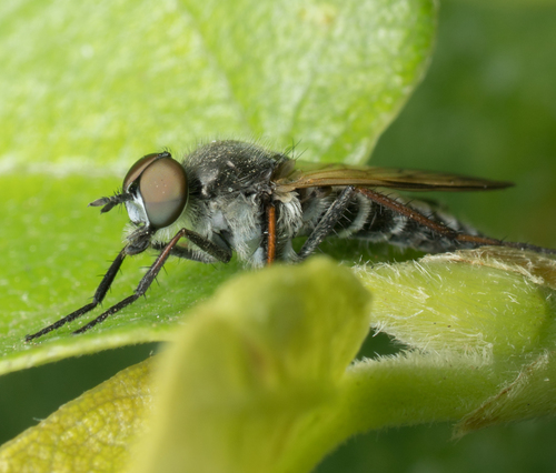 Therevidae