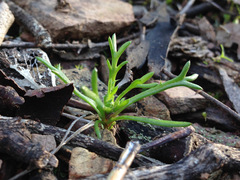 Brachyscome perpusilla