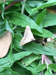 Lepidoptera