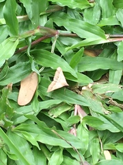Lepidoptera