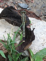 Diplacodes trivialis