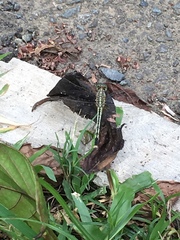 Diplacodes trivialis