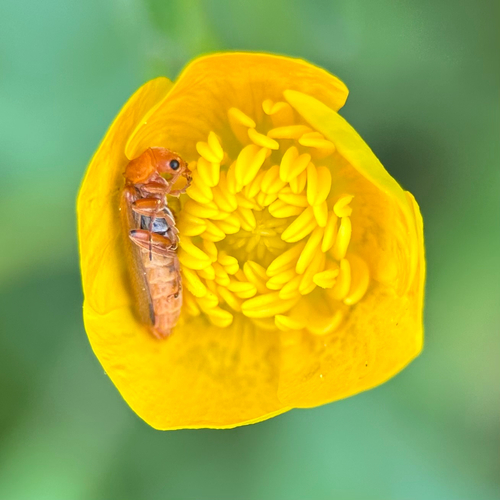 Weichkäfer
