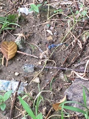 Diplacodes trivialis