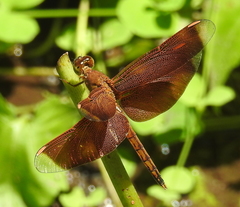 Neurothemis terminata