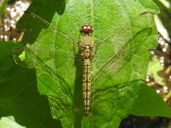 Neurothemis terminata