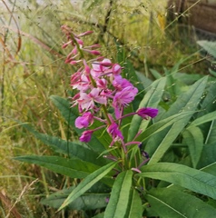 Chamaenerion angustifolium