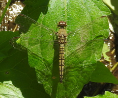 Neurothemis terminata