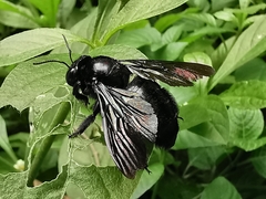 Xylocopa