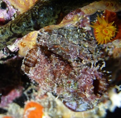 Banded Tunicate photo 5
