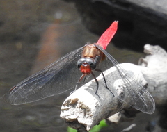 Orthetrum testaceum soembanum