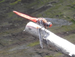 Orthetrum testaceum soembanum