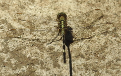 Orthetrum sabina