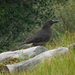 Black-winged Grey Currawong - Photo (c) Antoni Camozzato, some rights reserved (CC BY-NC), uploaded by Antoni Camozzato