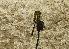 Orthetrum sabina