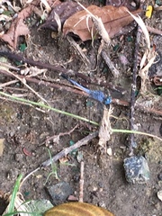 Diplacodes trivialis