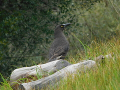 Strepera versicolor melanoptera