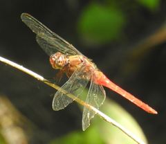 Orthetrum testaceum