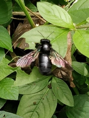 Xylocopa