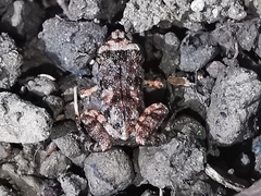 Eleutherodactylus planirostris