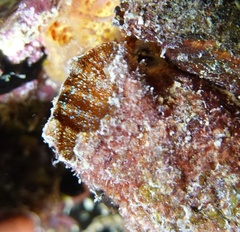 Banded Tunicate photo 2