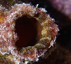 Banded Tunicate photo 4