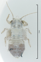 Phellopsylla formicosa