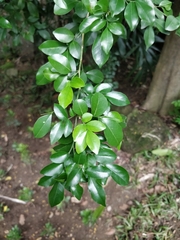 Magnoliopsida
