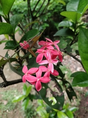 Magnoliopsida