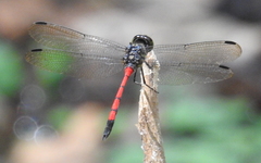 Agrionoptera insignis