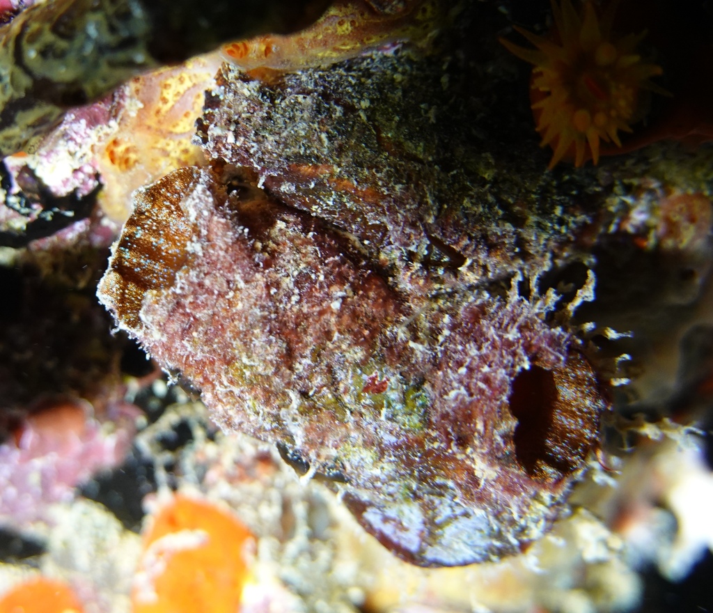 Banded Tunicate