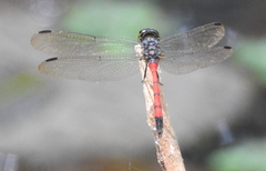 Agrionoptera insignis