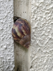 Lissachatina fulica