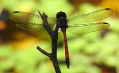 Agrionoptera insignis