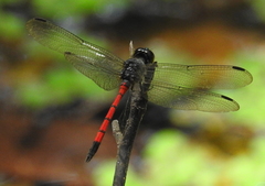 Agrionoptera insignis